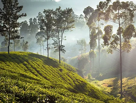 Explore Sri Lankan Wildlife with Traveltouriz